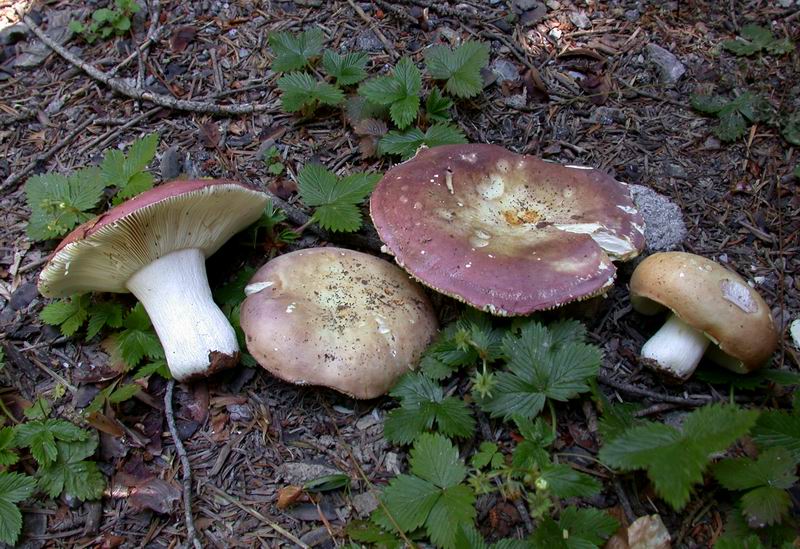 Russula curtipes